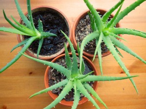 Aloe Humili 'Andhogp' Spineless Hedgehog partly grown