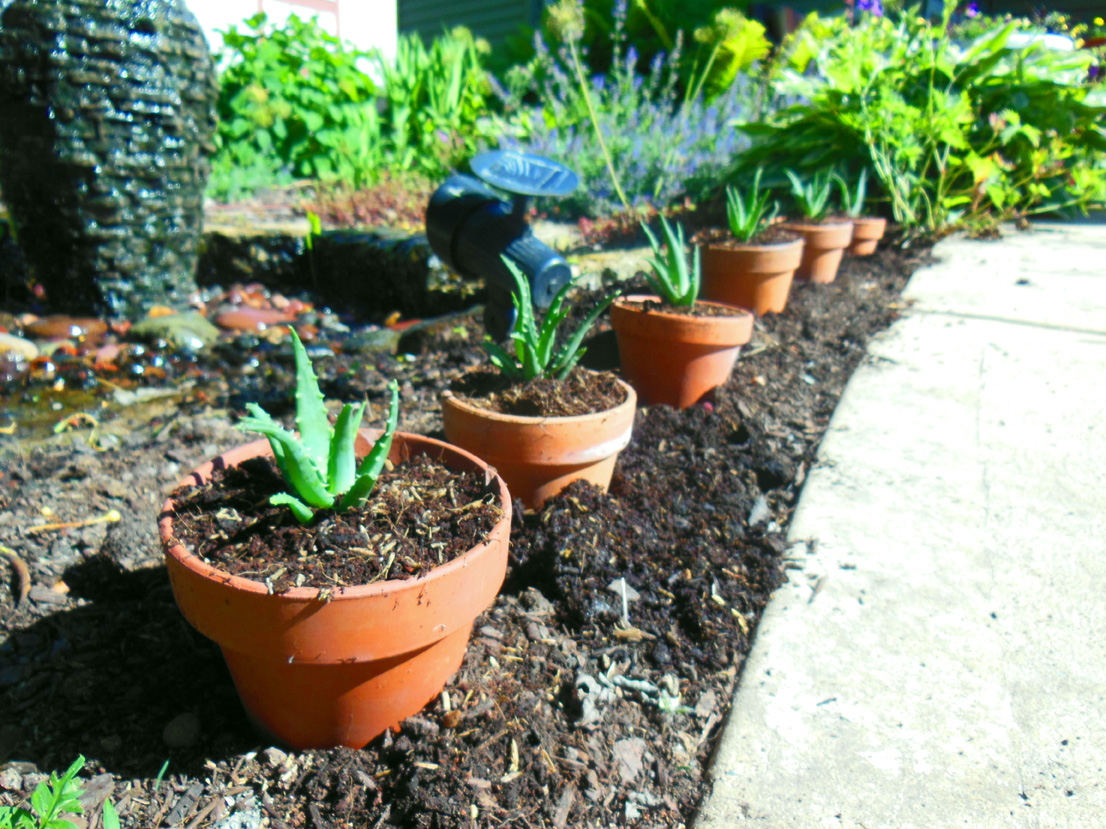 Aloe Humili 'Andhogp' Spineless Hedgehog