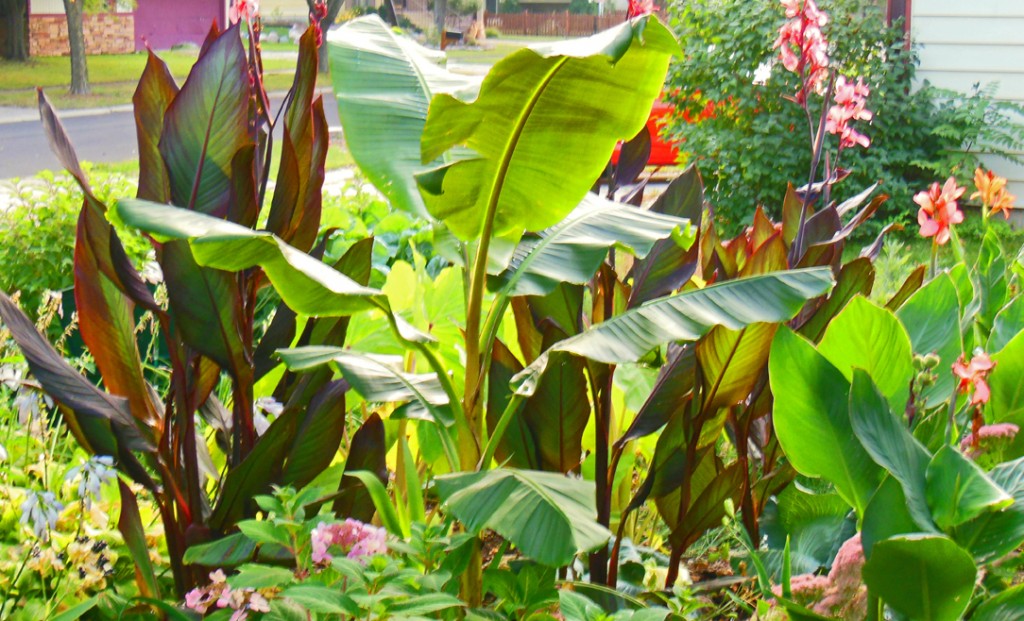 Musa Basjoo Banana Plant