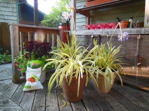 Bi-color foliage Agapanthus africanus Summer Sky PPAF freshly repotted