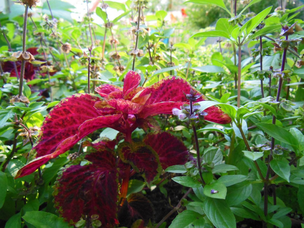 Coleus and Thai Basil