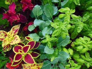 Coleus mixed with Basil and Collard Greens