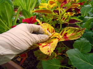 Coleus pinched back