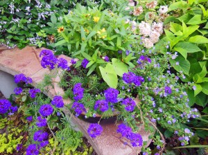 Purple verbena and bacopa mix