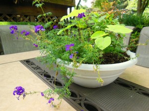 Purple verbena and bacopa mix in shade