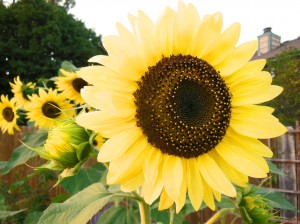 Lemon Queen Sunflower