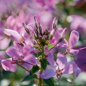 Senorita Rosalita Cleome