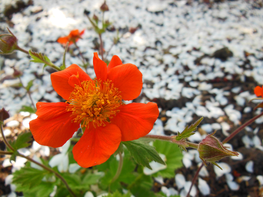 Garden Happiness