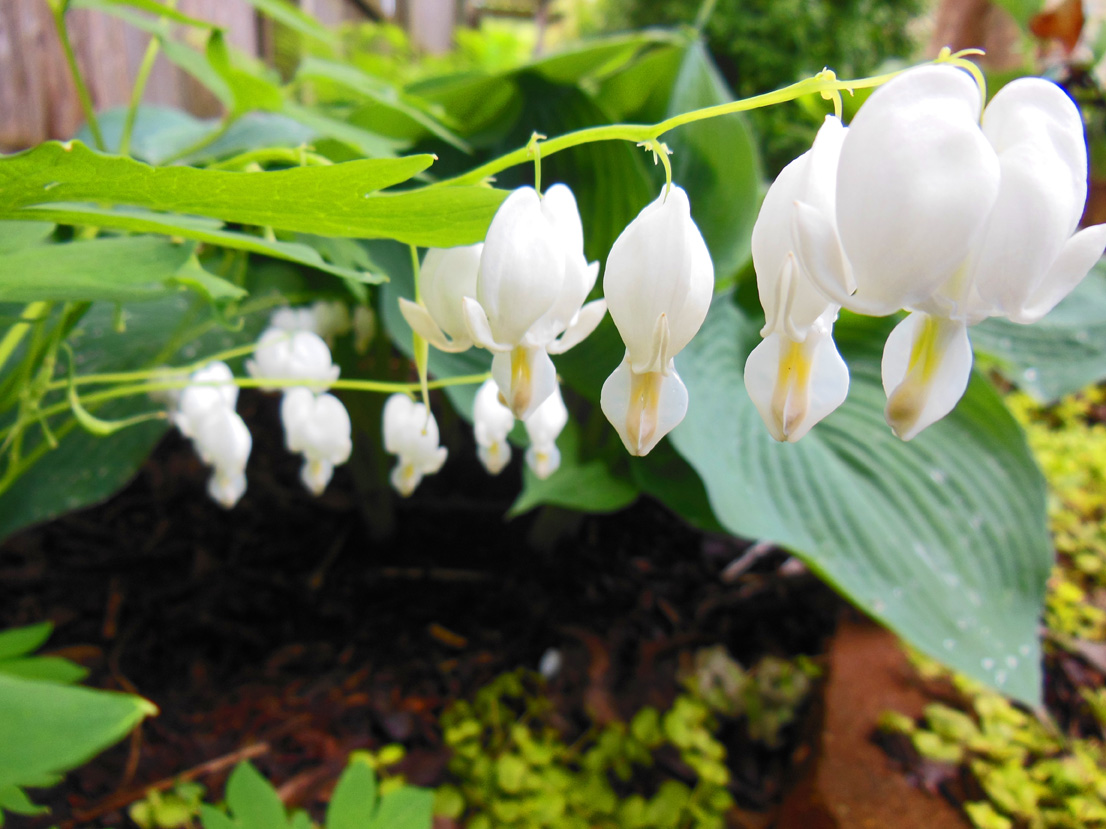 White Bleeding Hearts in May