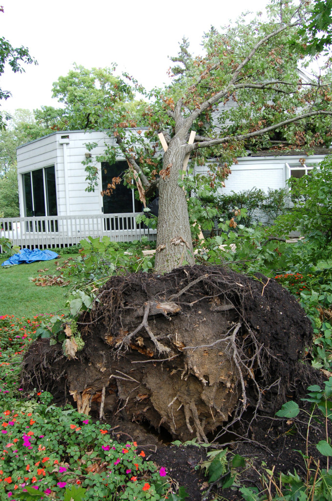 Tree ripped out of ground