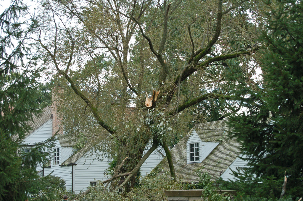 tree with storm damage