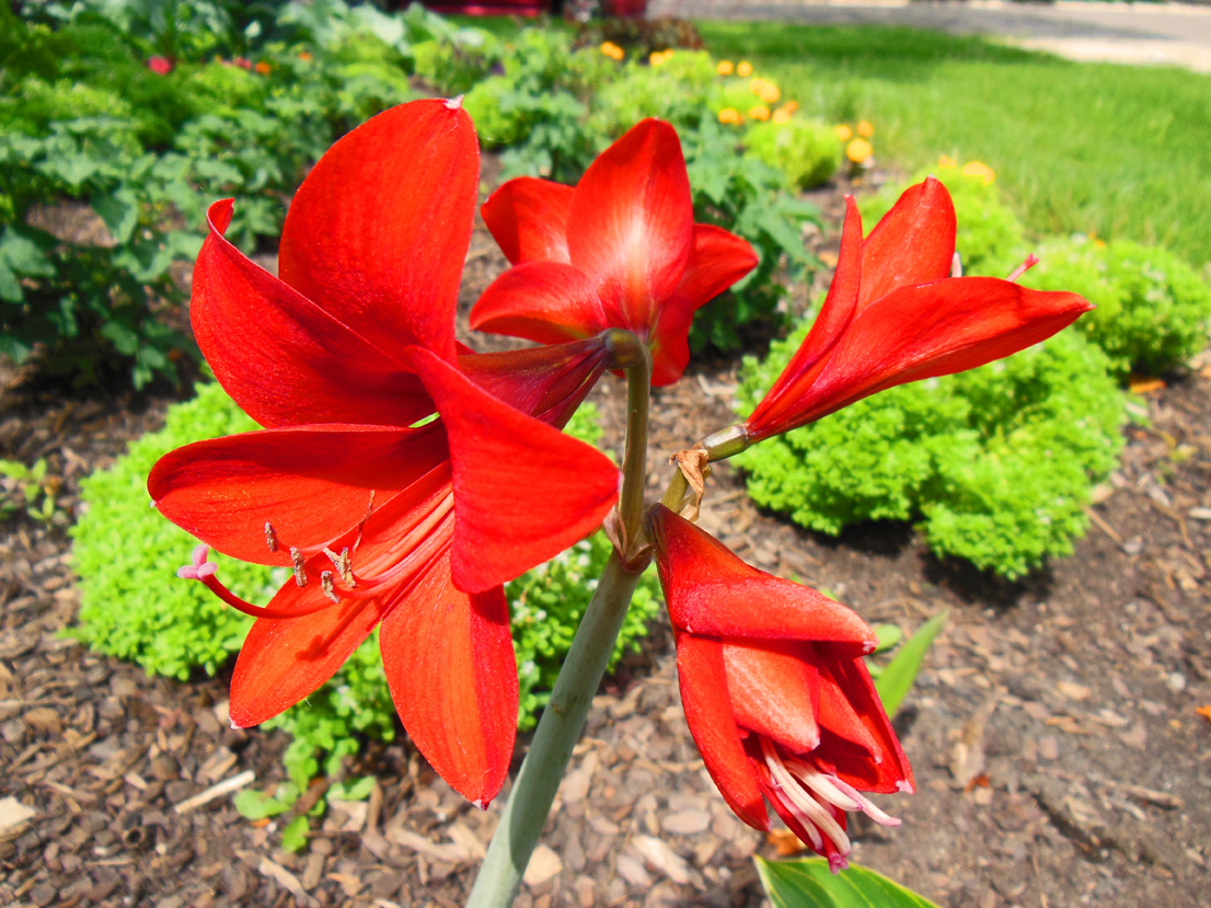 Amaryllis in Shawna Coronado garden Christmas in July