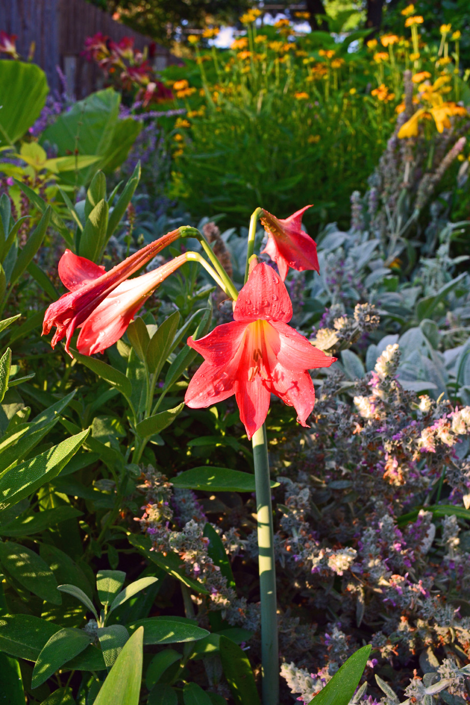 Amaryllis in Summer Garden Christmas in July