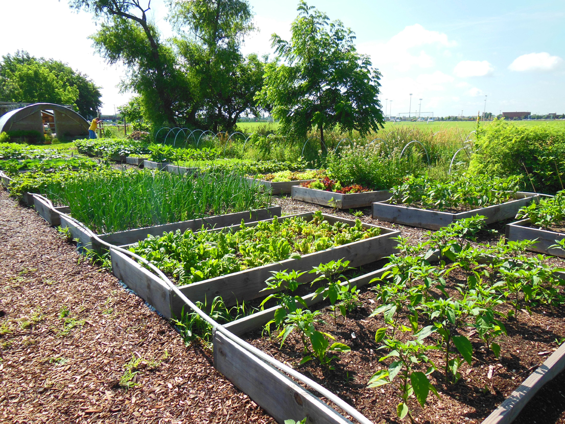 Food Pantry Garden Growing Love in Oswego ⋆ Shawna Coronado