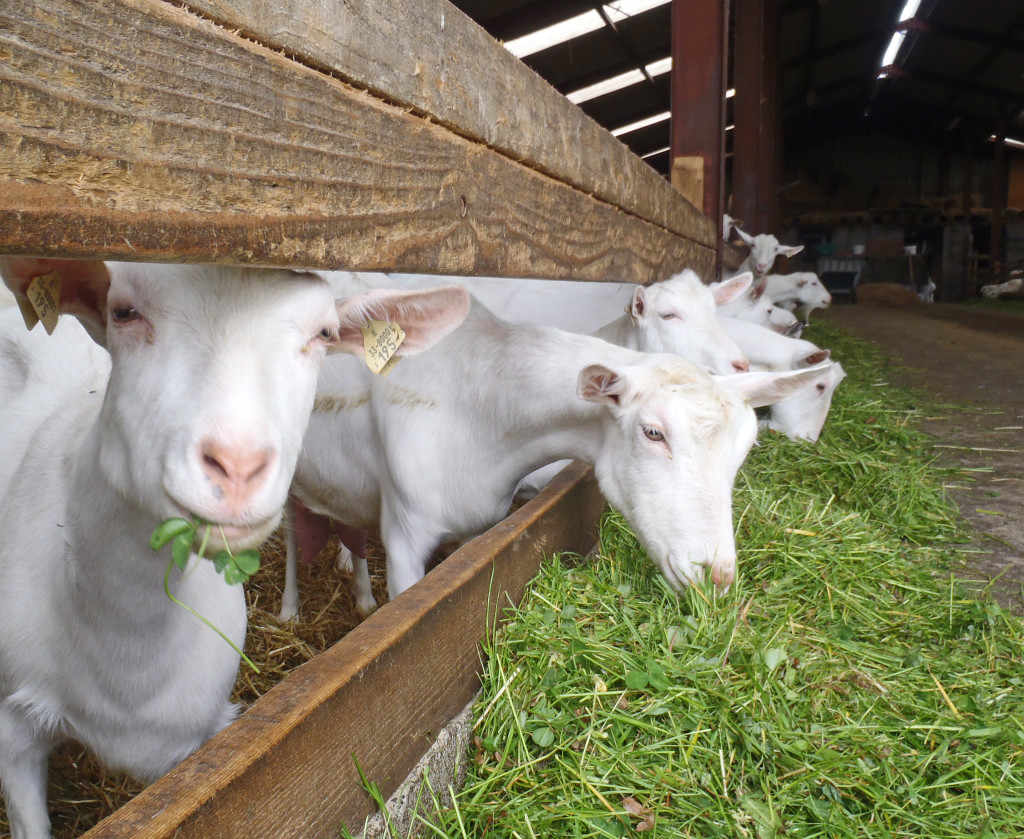 Irish goats in the barn eating fresh organic grass.