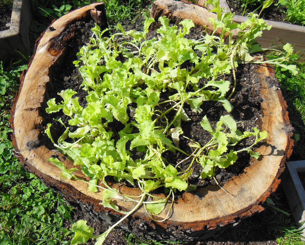 Stump Lettuce Garden with Lettuce Seed Growing