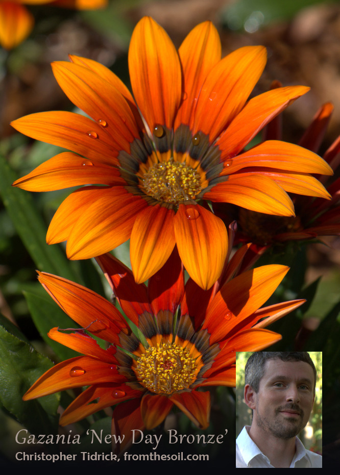 Chris Tidrick Gazania