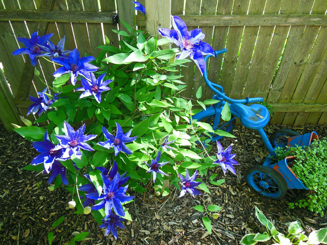 Purple Clematis On the Fence