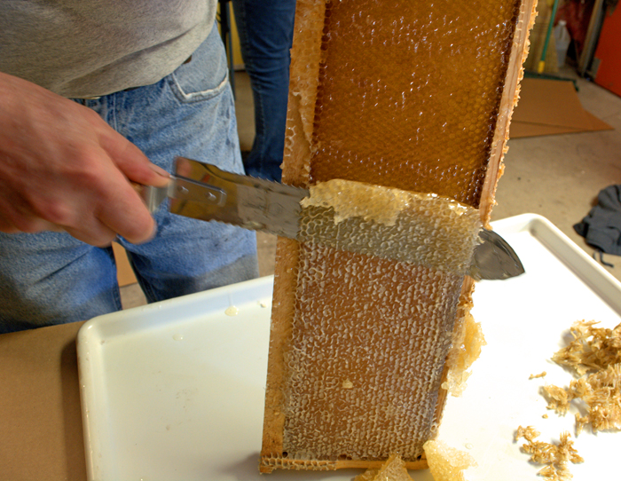Raw Honey Helps Allergy Symptoms – A Field Trip To A Bee Apiary