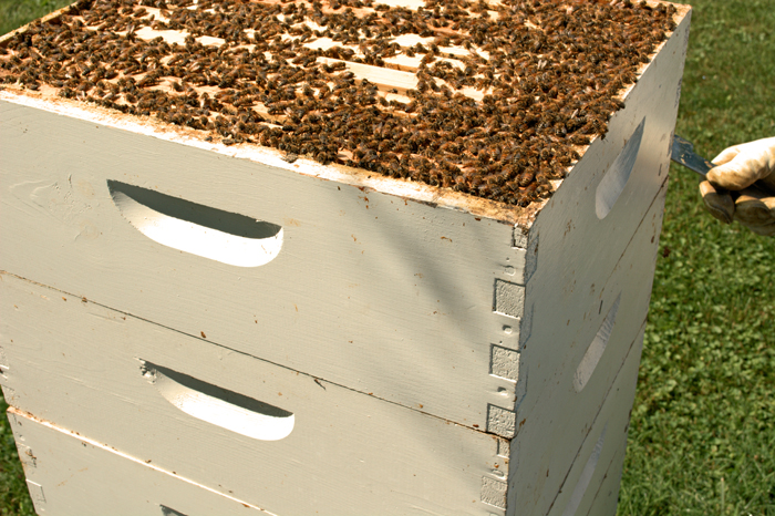 Raw Honey Unsealing the Bee Hive 2