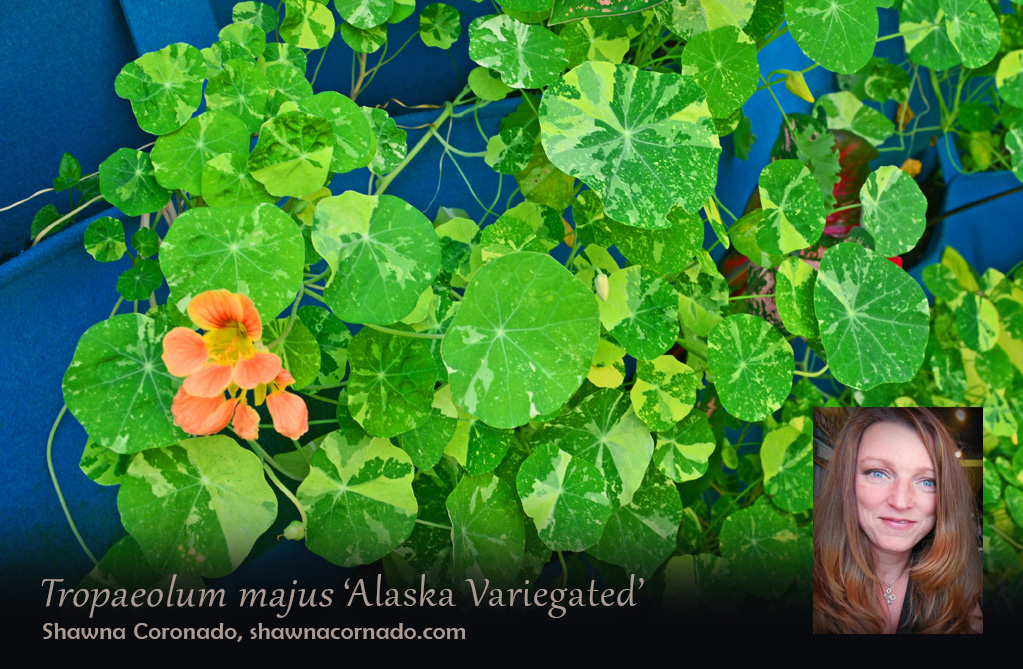 nasturtiums