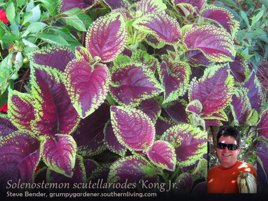 Steve Bender Coleus