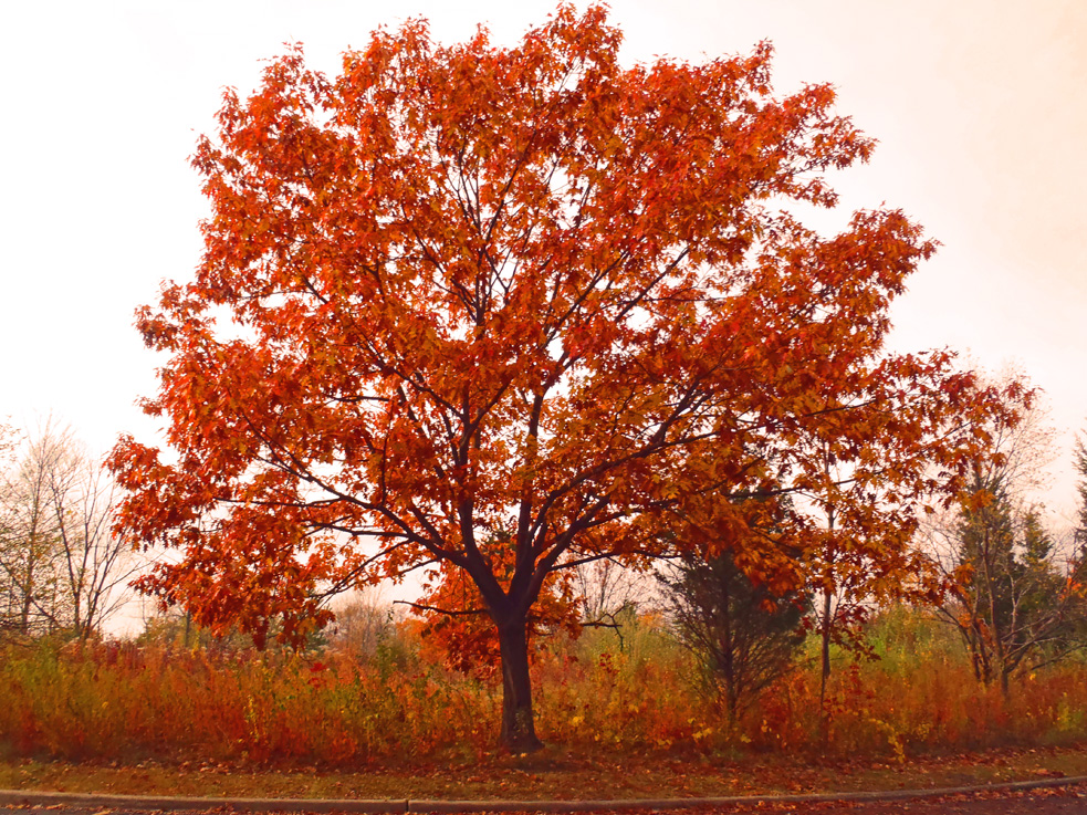 Red Fall tree in Illinois by Shawna Coronado