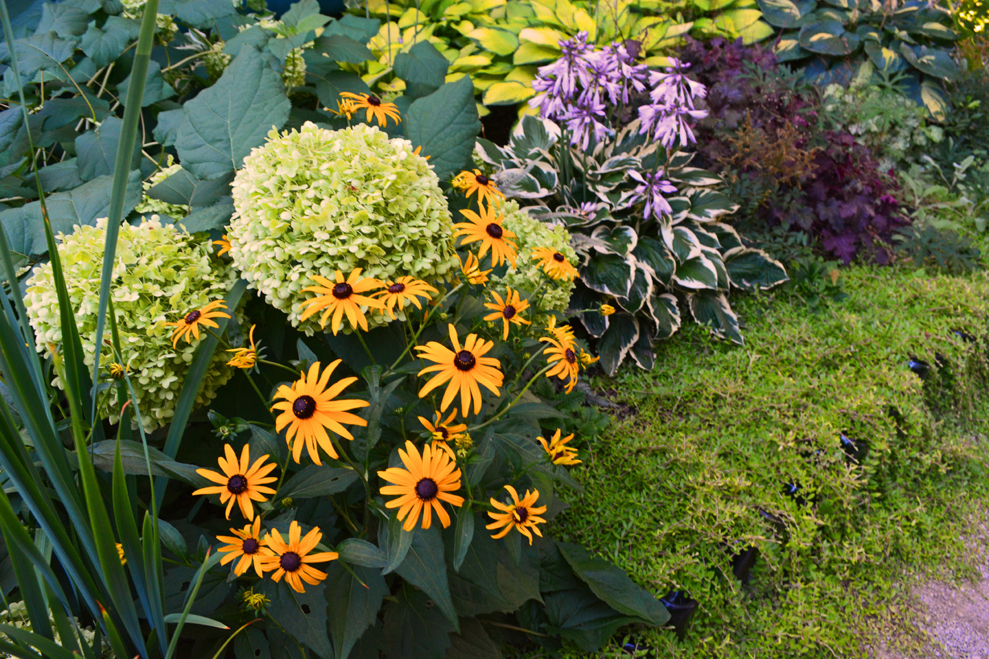 Side Garden View with hydrangea, black eyed susans, hosta