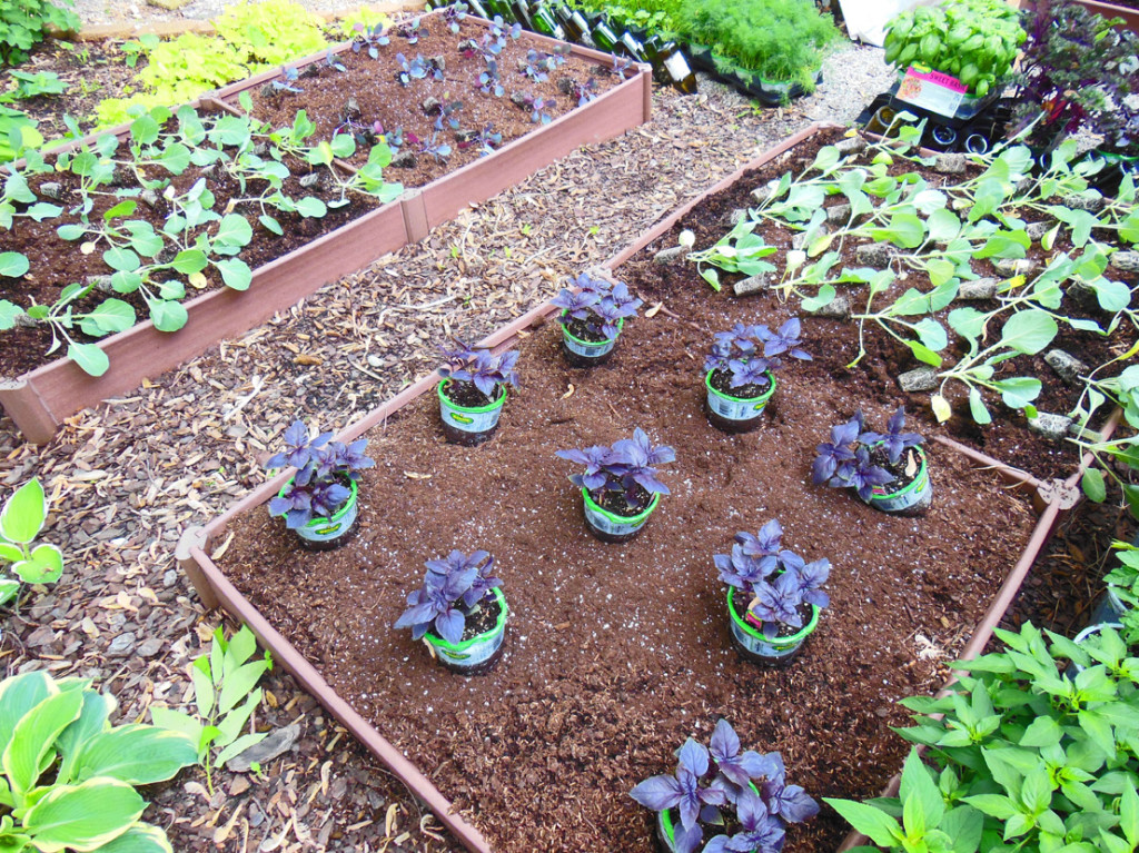 Shade vegetable garden color block planting