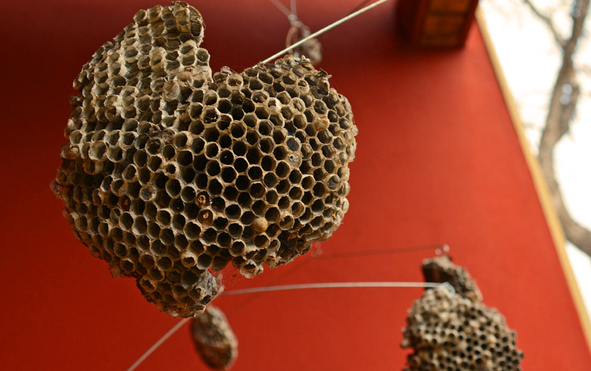 Wasp Nest Mobile Feature Image