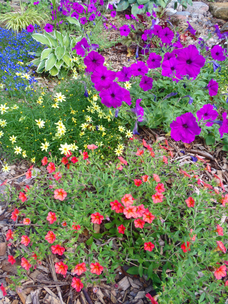 annual flowers in a mixed garden planting