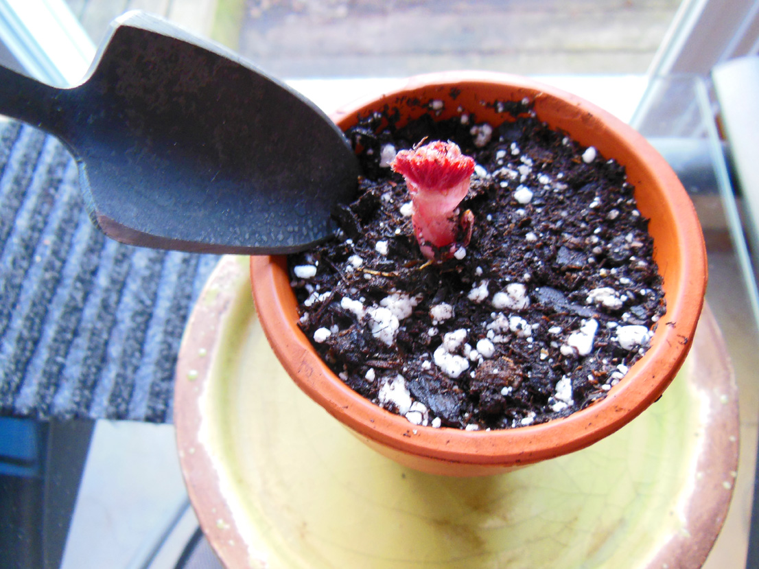 Bonsai Mini Garden Tools Gardening