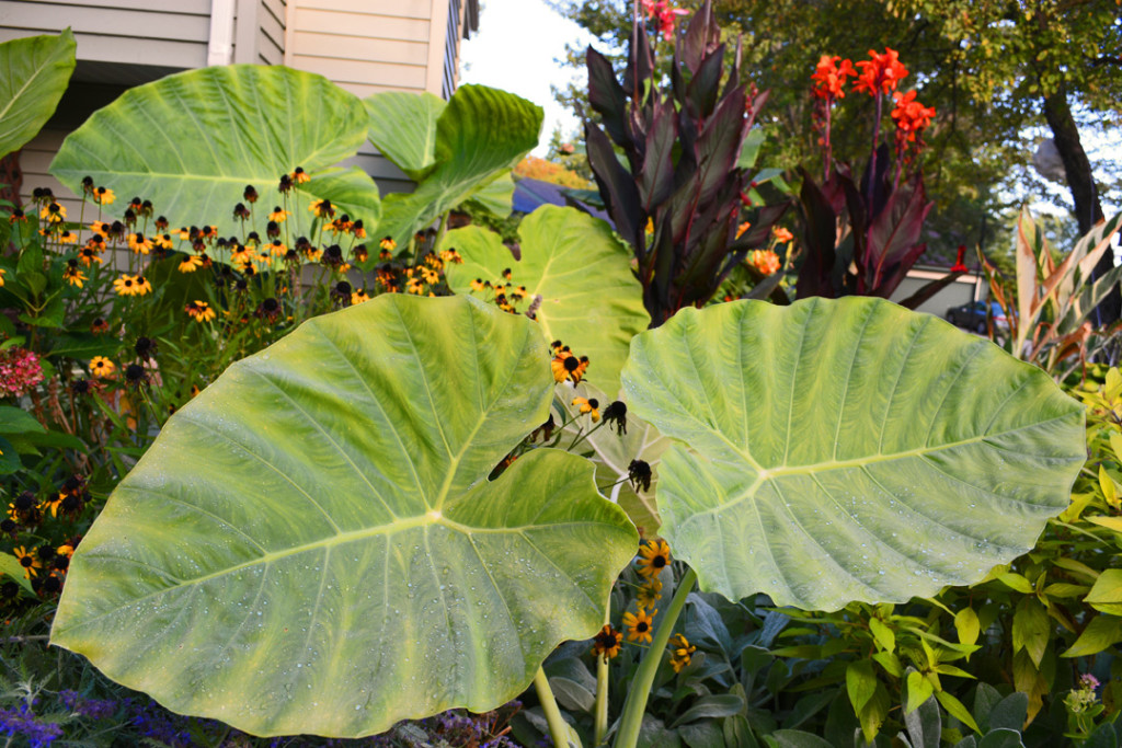 Colocasia Gigantea Thailand Giant