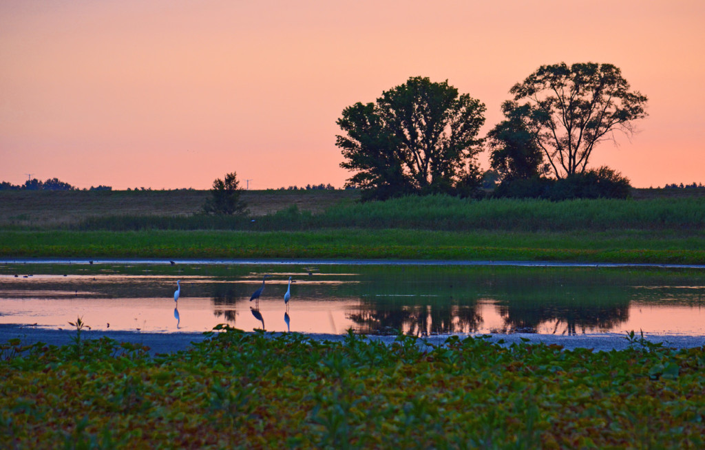 Egrets at the prairie in Fermilab Natural Areas