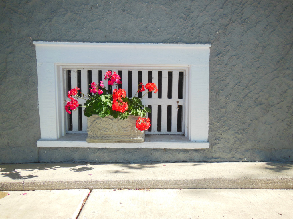 Geranium Flower Planted In A Container Window Niche