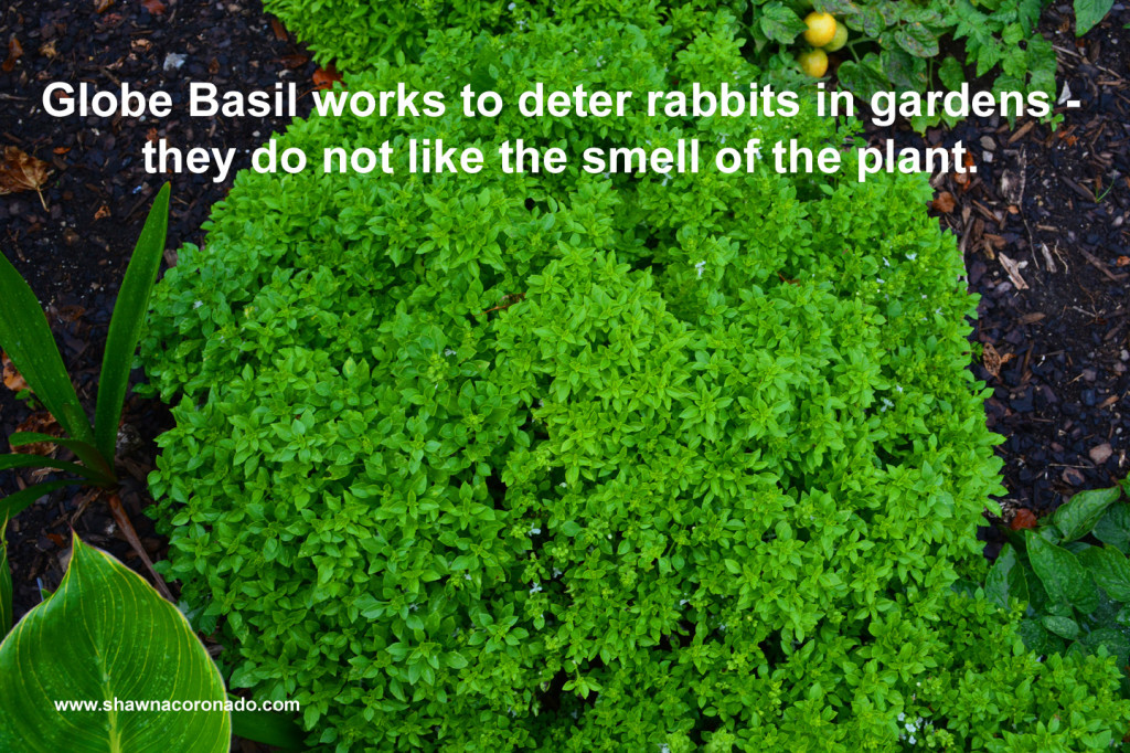 Rabbits Do Not Like Globe Basil Plants