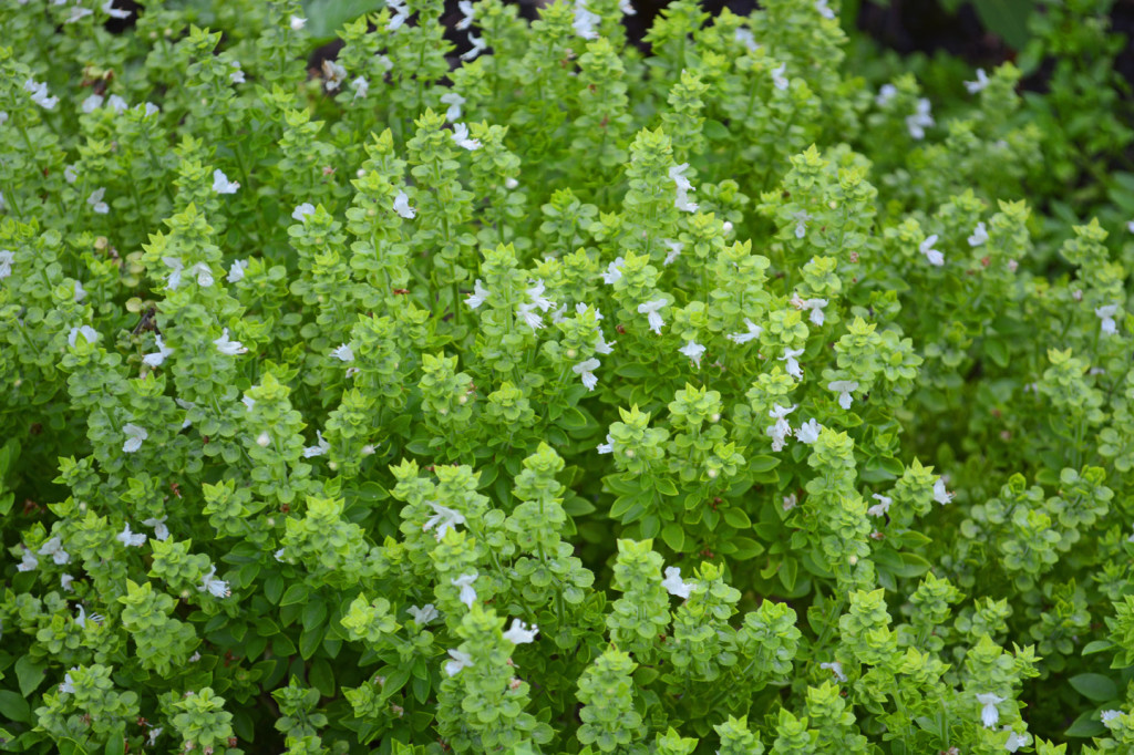 Globe Basil  white flowers in bloom