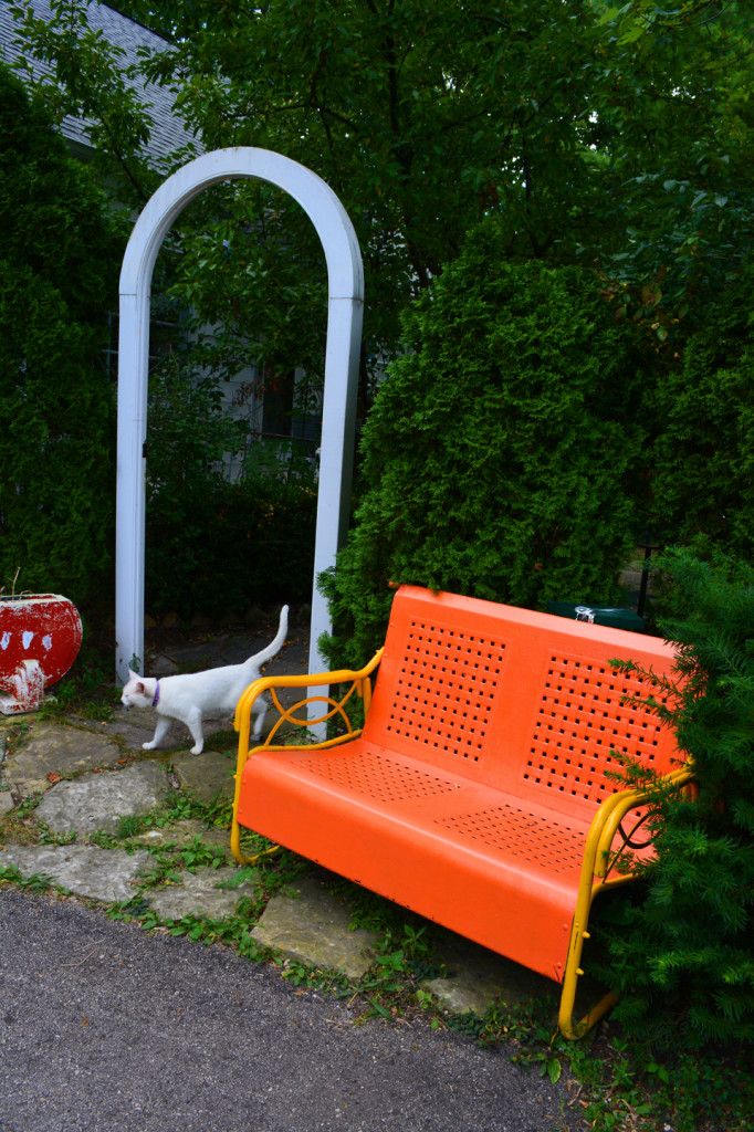 Orange Garden Chair and White Cat