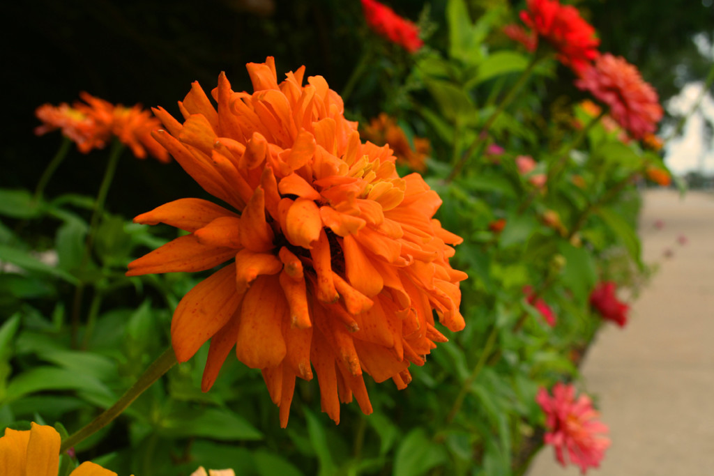 Orange Zinnia