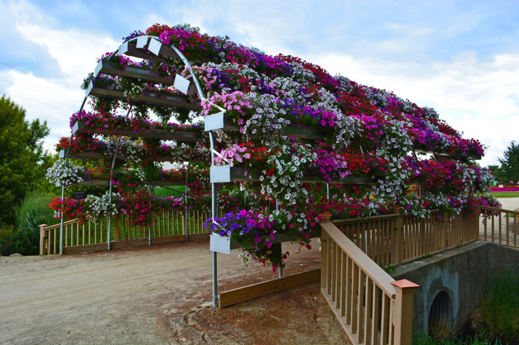 Petunia Plant is the Flower of the Year ⋆ Shawna Coronado