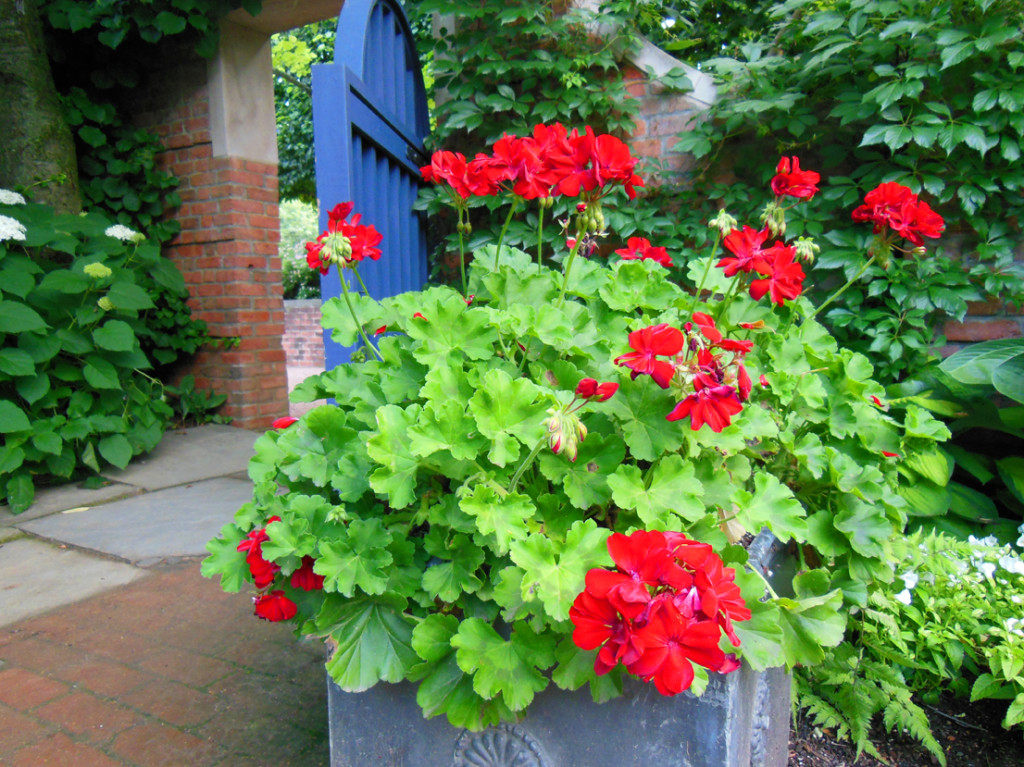 Red Geranium with Blue Door