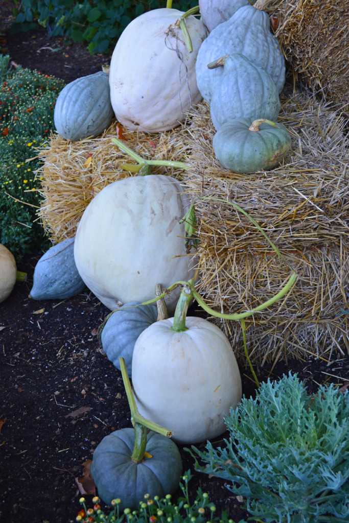 White Pumpkins