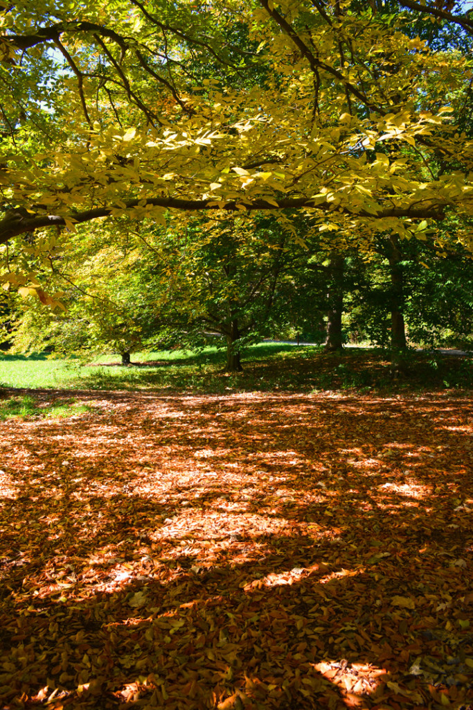 Fall Leaves for Leaf Mold Compost