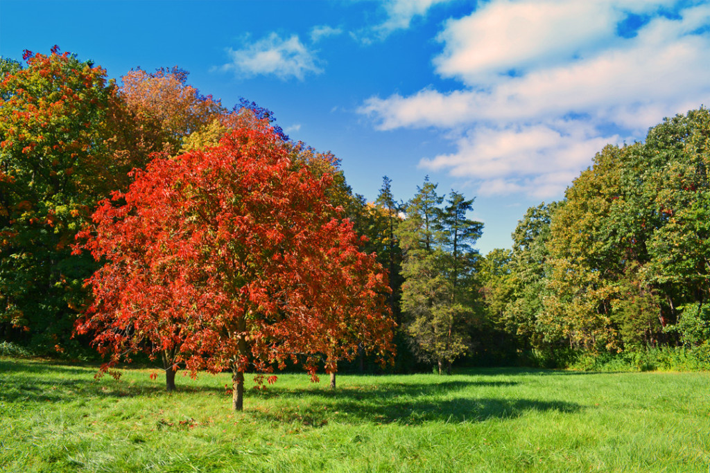 Fall Tree Photo Shawna Coronado