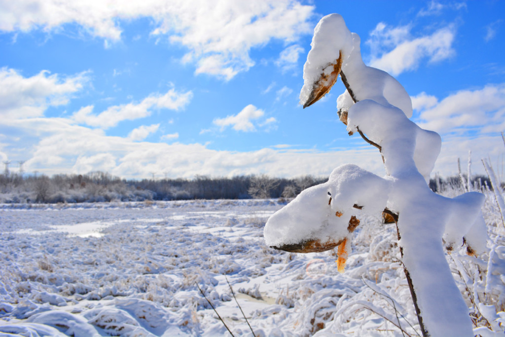 Nepese Marsh frozen with snowy butterfly weed fermilab