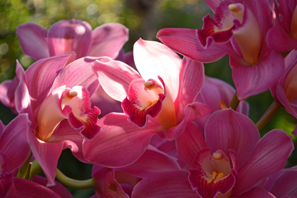 Orchid Show Bright Pink Orchids