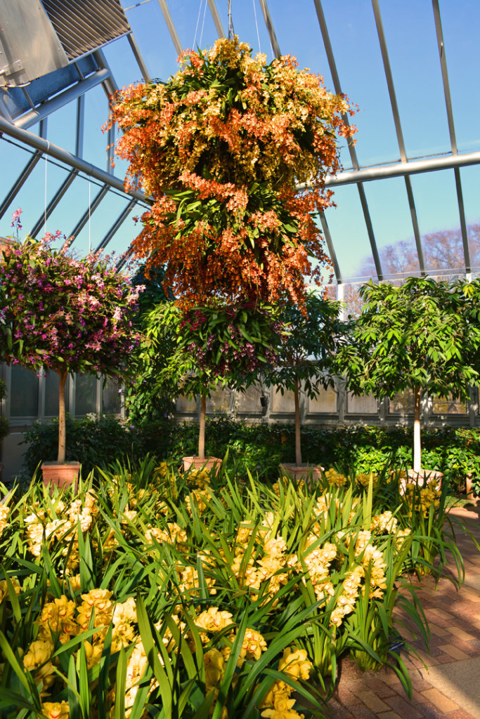 Orchid Show Hanging Orchids