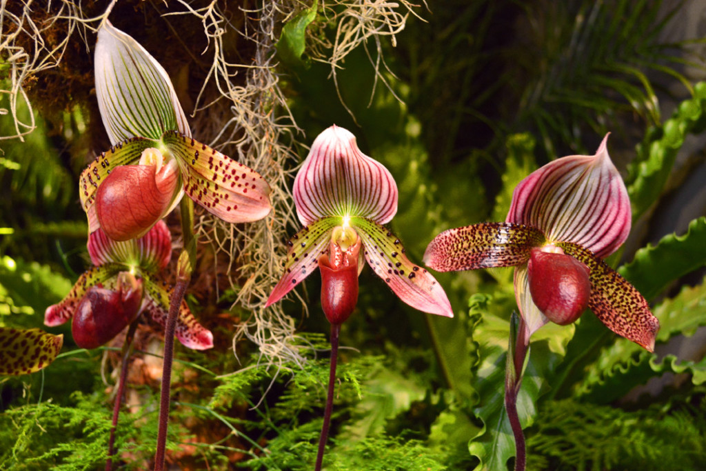 Orchid Show Luna Moth Titan Orchids