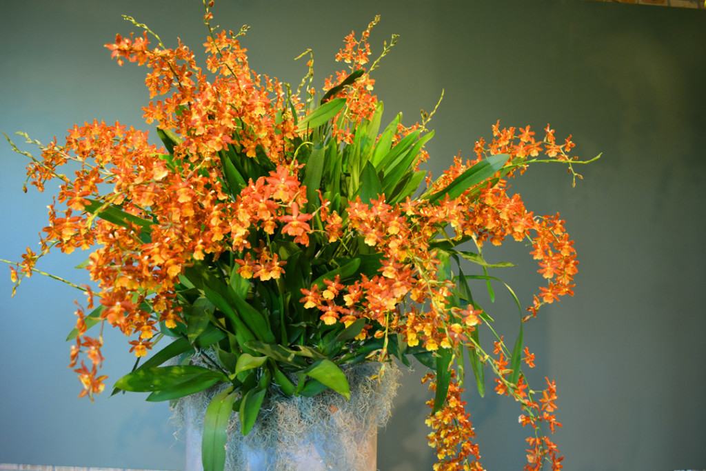 Orchid Show Orange Orchids