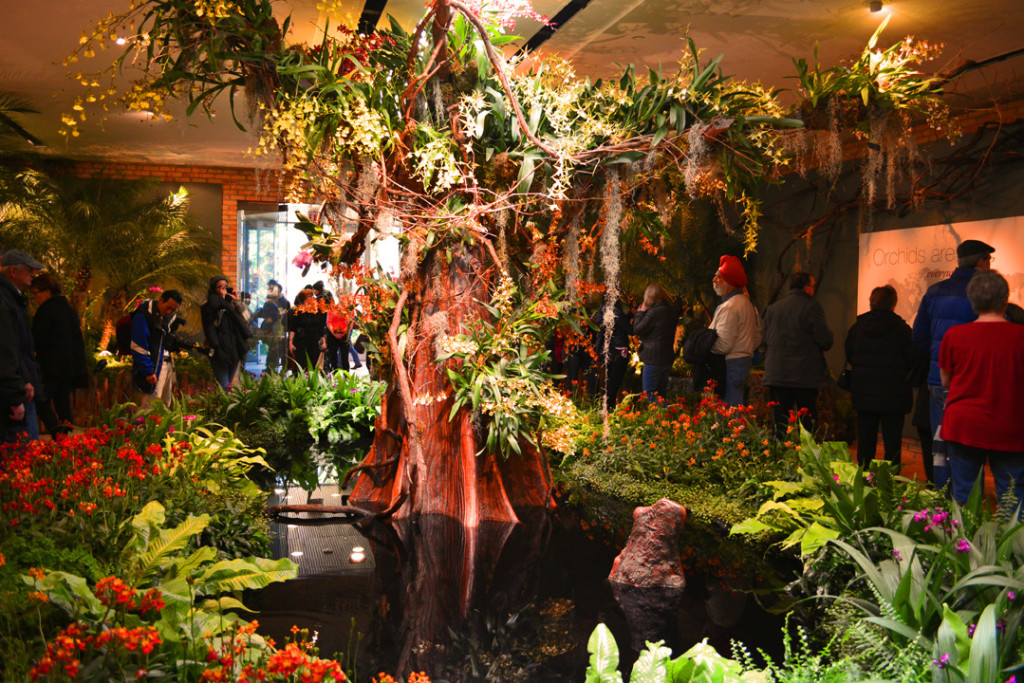 Orchid Show Orchid Tree and Pond